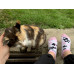 Knöchel Socken Süße Katzen Wantee