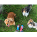 Socken Verspielte Hunde Wantee