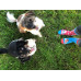 Socken Verspielte Hunde Wantee