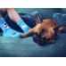 Socken Ungezogen Hunde Wantee